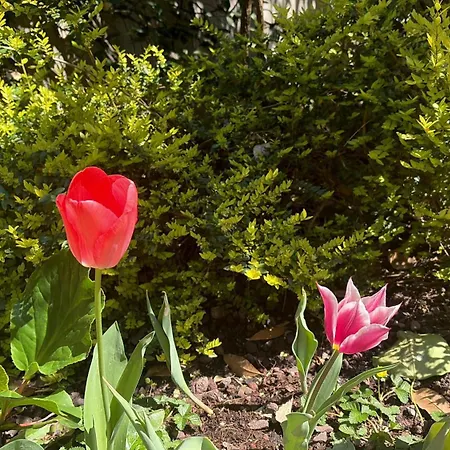 La Tua Casa Con Giardino A 2 Passi Dal Centro Semesterbostad
