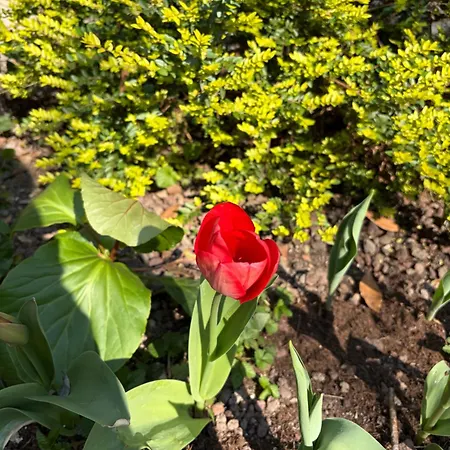 La Tua Casa Con Giardino A 2 Passi Dal Centro Semesterbostad *
