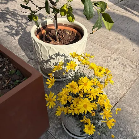 La Tua Casa Con Giardino A 2 Passi Dal Centro Semesterbostad Modena